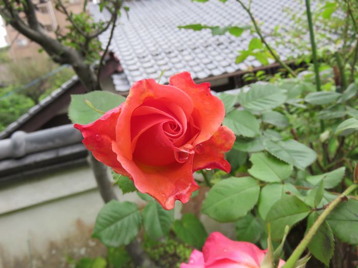 朝事住職の法話 朝事住職の法話